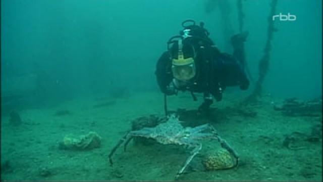 Monsterkrabben im Polarmeer
