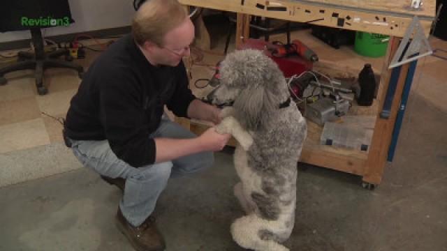 Ben Let the Dogs Out: Electronic Door Build (2)