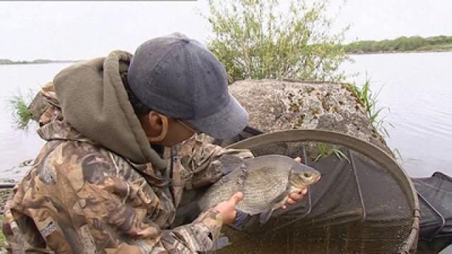 Ireland - Bream