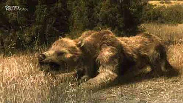 Bear Dog