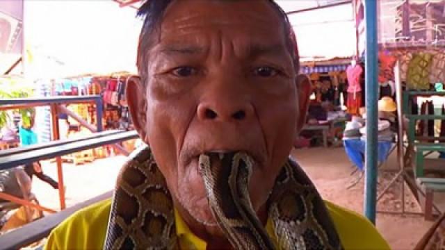 Cobra y Pitón