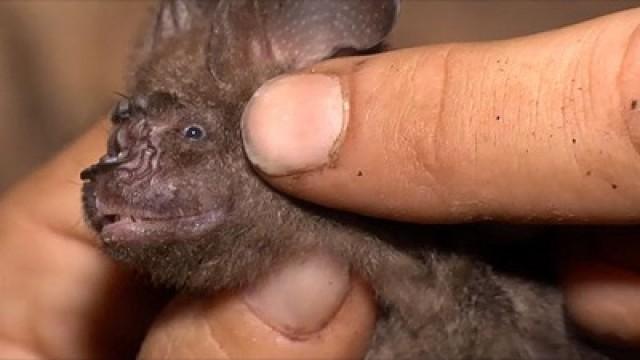 Cuevas y murcielagos