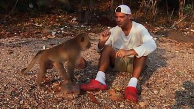 Animales salvajes