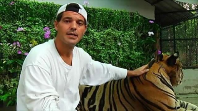 Tigres