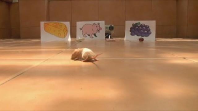Desmontando mitos animales