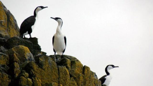 Tasmanian paratiisissa