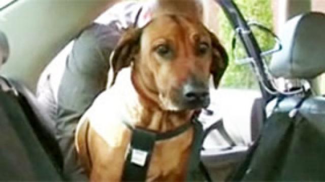 Angst im Auto bei Shana - Aggressiver Timo