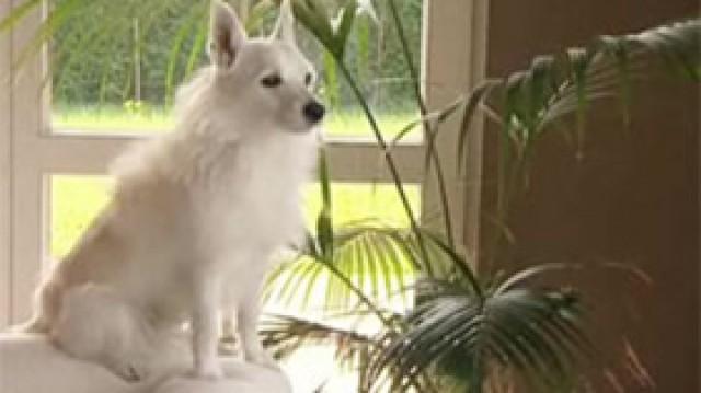 Katzenhasser Ösel - Kinderersatz Kira