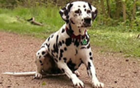 Angsthase Cora - Wüstling Ben
