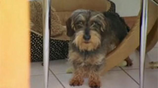 Kampfdackel Louis Teil 1 - Rabauken Lilly und Murphy