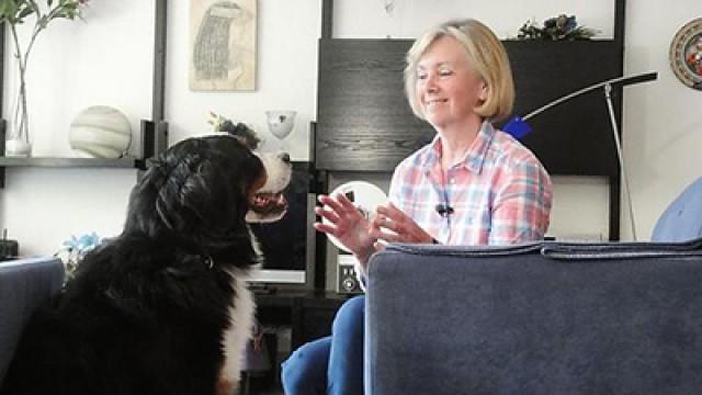 Berner Sennenhündin Mecki - Schäferhündin Michelle Teil 1