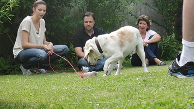 Beagle Trevor - Bardino-Mix Kira Teil 2
