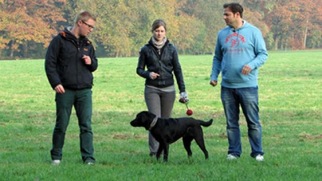 Labradorhündin Lotta - Malinois-Hündin Leo Teil 2