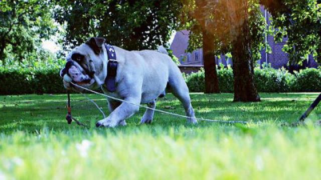 Labradormischling Ecki - Bulldogge Tequila Teil 2