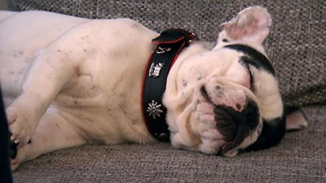 Bulldogge Bruno - Schäferhündin Mona