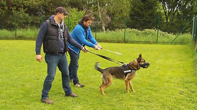 Schäferhund-Mischling Duc - Dackel Edi