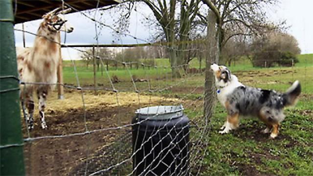 Australian Shepherd Balu - Mischlingsrüde Attila