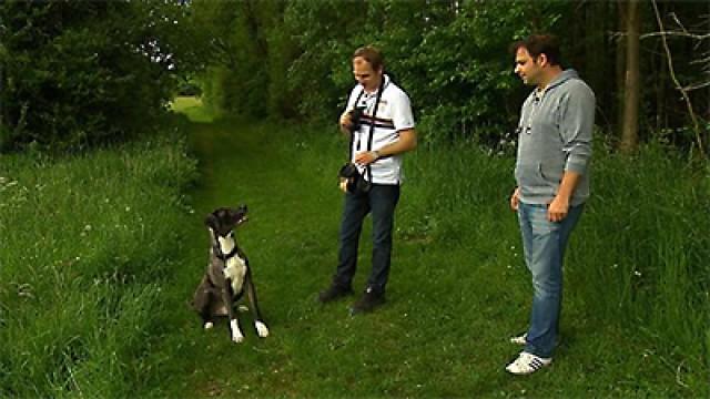 Bouvier-Rüde Thilo - Doggen Emma und Emil
