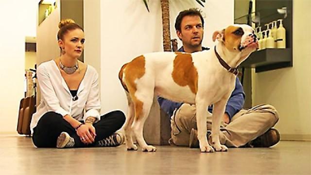 Westhighland-Terrier Sam - Englische-Bulldogge Fine