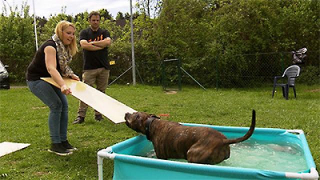 Dogge Krümmel - Staffordshire Terrier Buddy