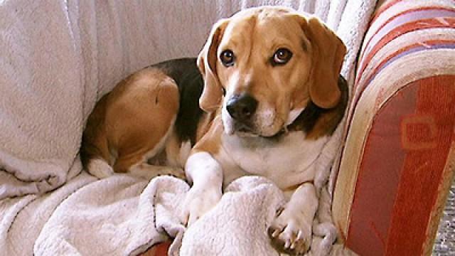 Tibet-Terrier Cosmo - Beagle Oskar