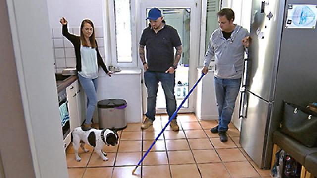 Französischen Bulldogge Django - Beaglehündin Kiara