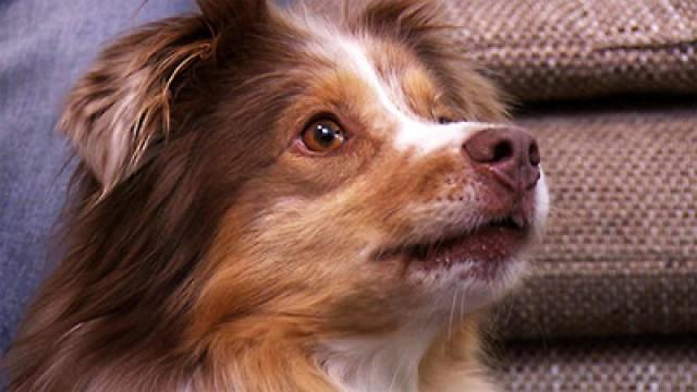 Mini Australian Shepherd Milow - Terrier-Mischling Lola