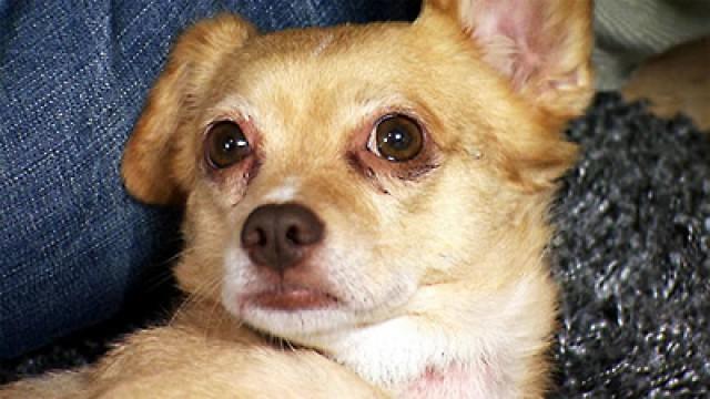 Terrier-Mischling Inka - Mischlinge Tequila und Timber