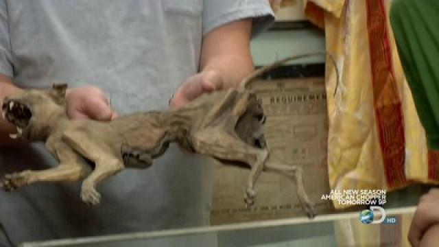 Mummy Cat