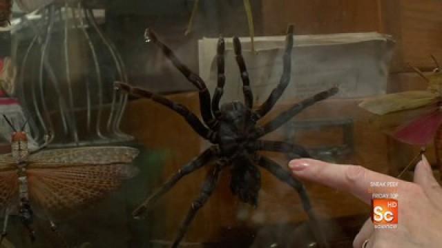 Spider Prank