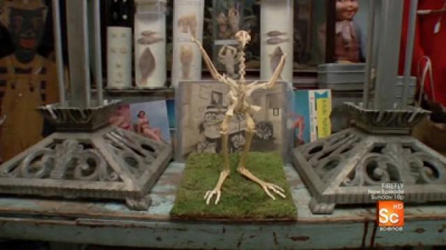 Romancing the Bone