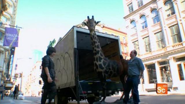 The Horaffe