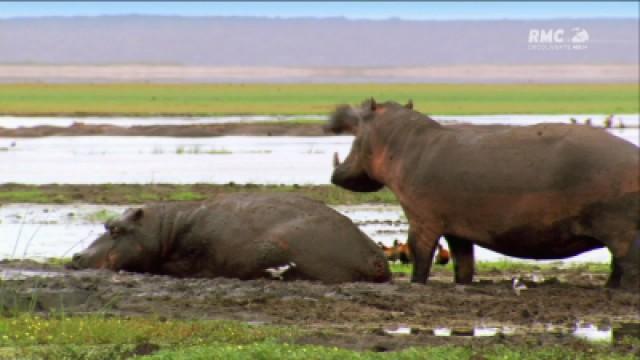 Animal Battles