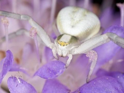 Eight-Legged Killers