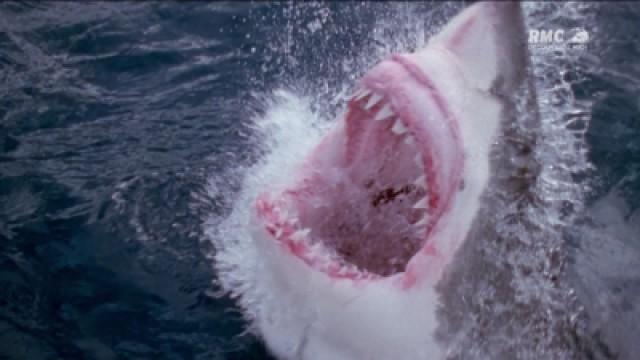 Sharks