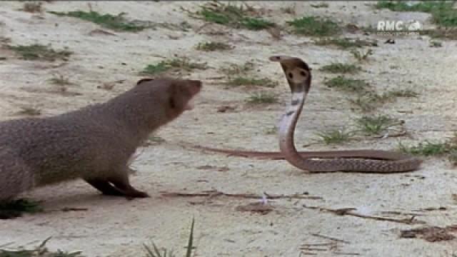 Animal Rampage