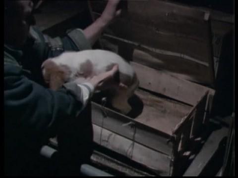 Chiens de sang