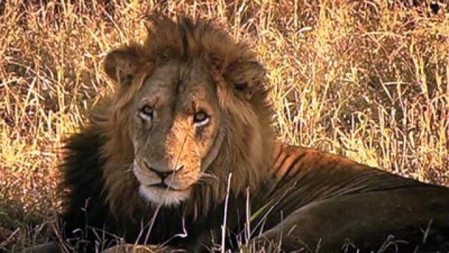 Lion Legend