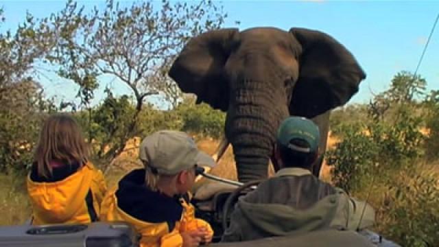 Elephantophobia