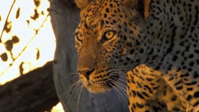 Leopard Love
