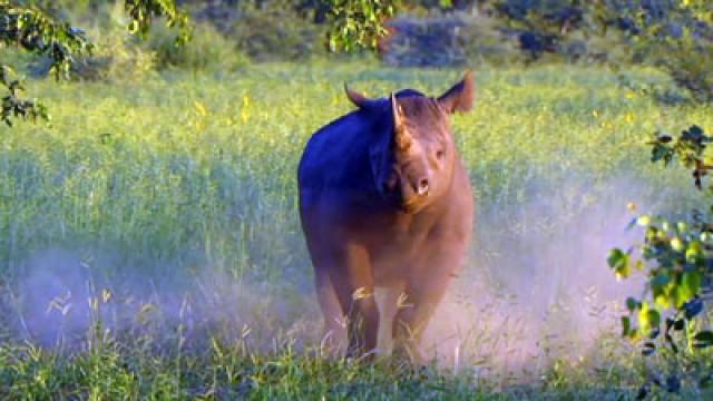 Rhino Return