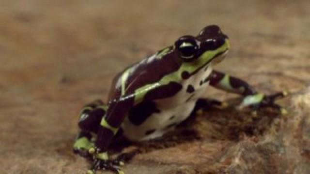 Secret Life Of The Rainforest