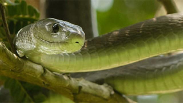 Black Mamba: Kiss of Death