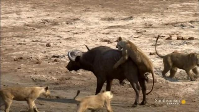 Big Cats of the Savannah