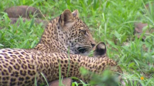Leopard Fight Club