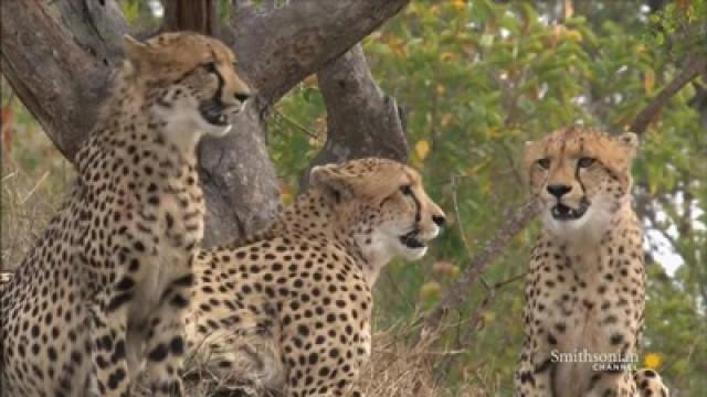 Cheetah: Race to Rule