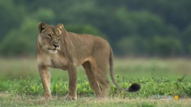 The Real Lion Queen
