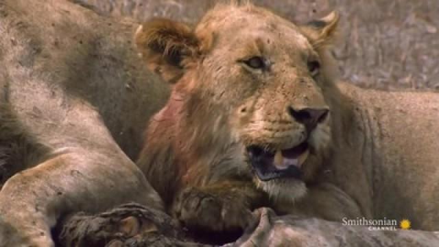 Lions in Battle 2