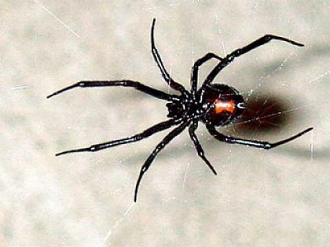Super Spider