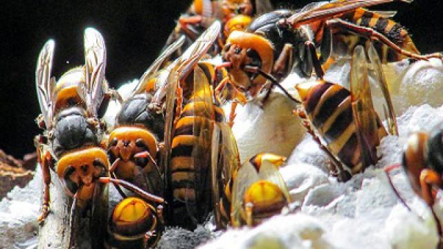 Killer Hornets